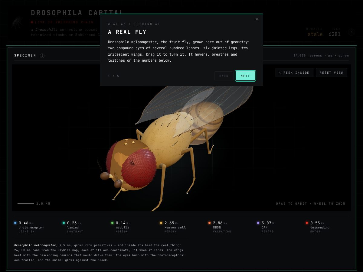 Landing-page snapshot of drosophila.capital
