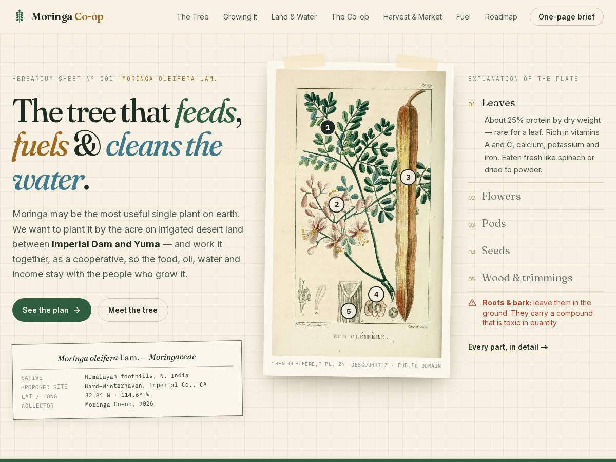 Landing-page snapshot of moringacoop.org