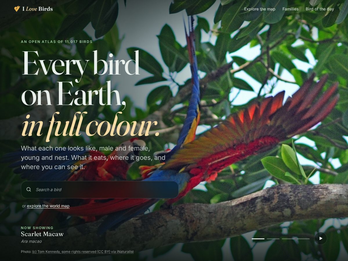 Landing-page snapshot of ilovebirds.live